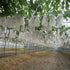 50Pcs/Lot Garden Vegetable Grapes Apples Fruit Protection Bag Pouch Agricultural Pest Control Anti-Bird Mesh Bags