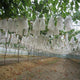 50Pcs/Lot Garden Vegetable Grapes Apples Fruit Protection Bag Pouch Agricultural Pest Control Anti-Bird Mesh Bags