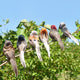 Artificial Foam Birds Lawn Figurine Ornament Photo Props Yard Garden Craft Decor with Clip Party Decor Gardening Supply
